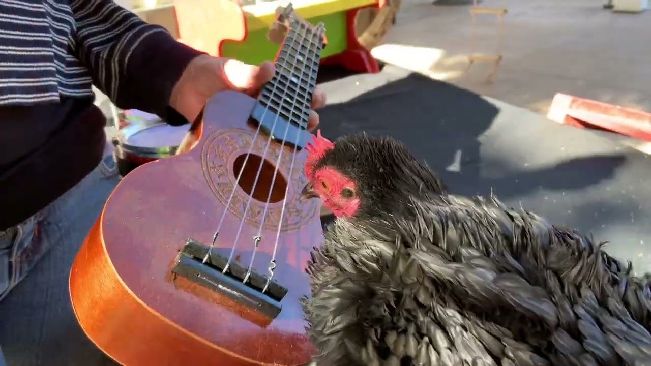 The Bock n Roll Guitar Audition