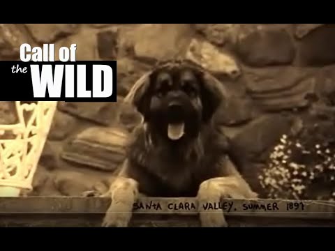 Buck The Brave Dog Episode 01 Call Of The Wild Full Movie 