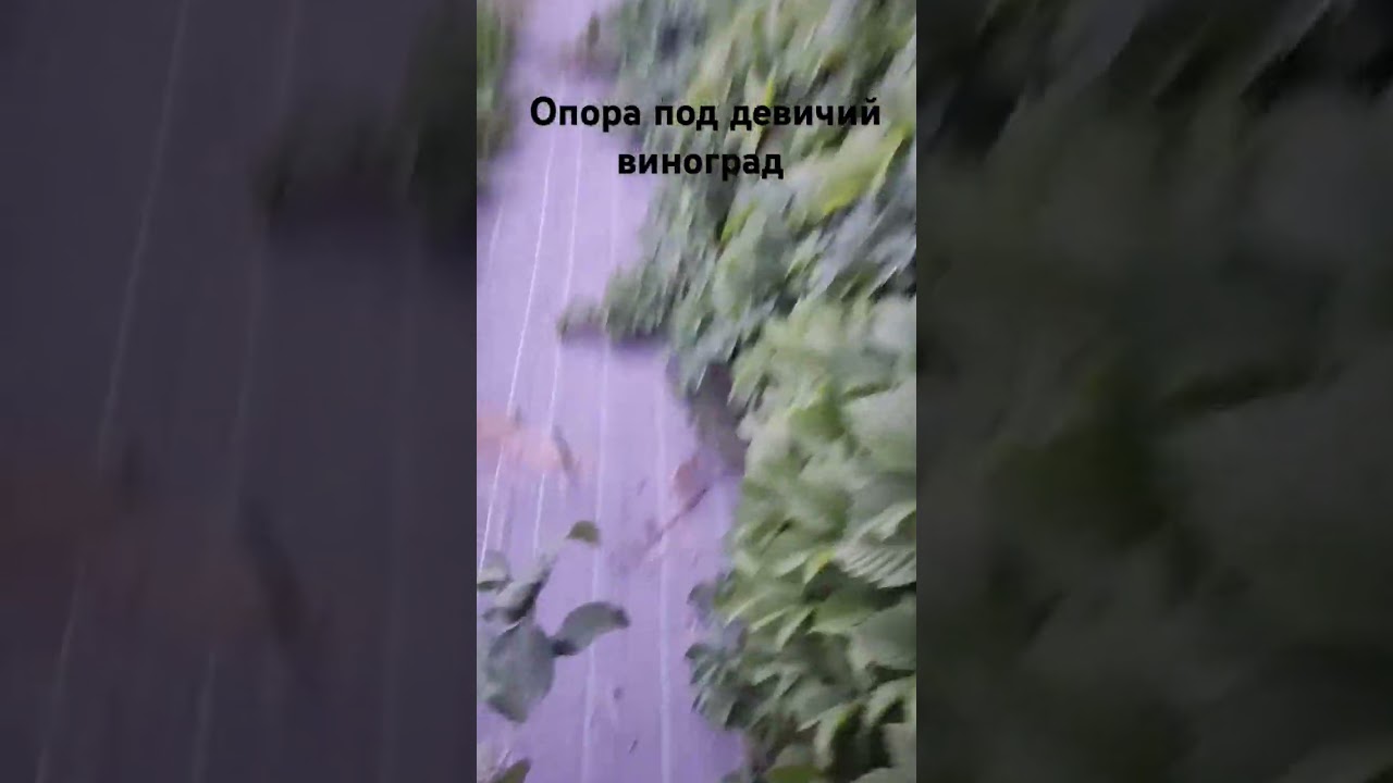 Опора под девичий виноград #огород #опора #виноград