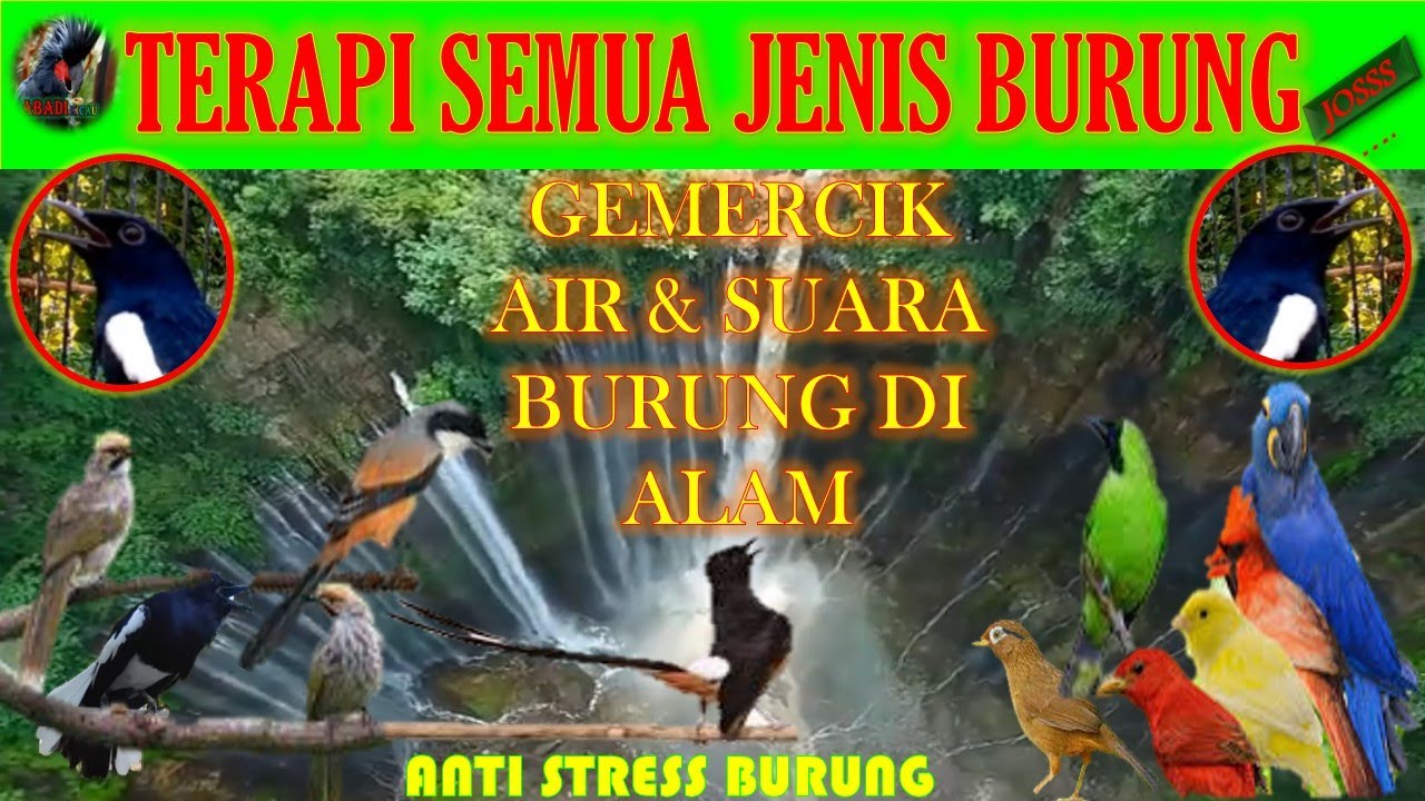 Terapi semua jenis burung agar tidak stress dan cepat gacor,sing penting nyaman