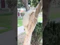 Persian Cats Are So Cute & Truly Blessful 😻 | Heart Melting Moments