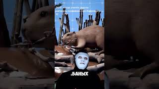 ЗАЧЕМ БОБРЫ ГРЫЗУТ ДЕРЕВЬЯ? Зачем строят плотины? #юмор #memes #мем #приколы #бобёр #бобер