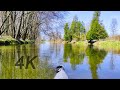 Kayaking the Canadian Wilderness ~ 4K Virtual Ride Along ~ Sunny Day Adventures