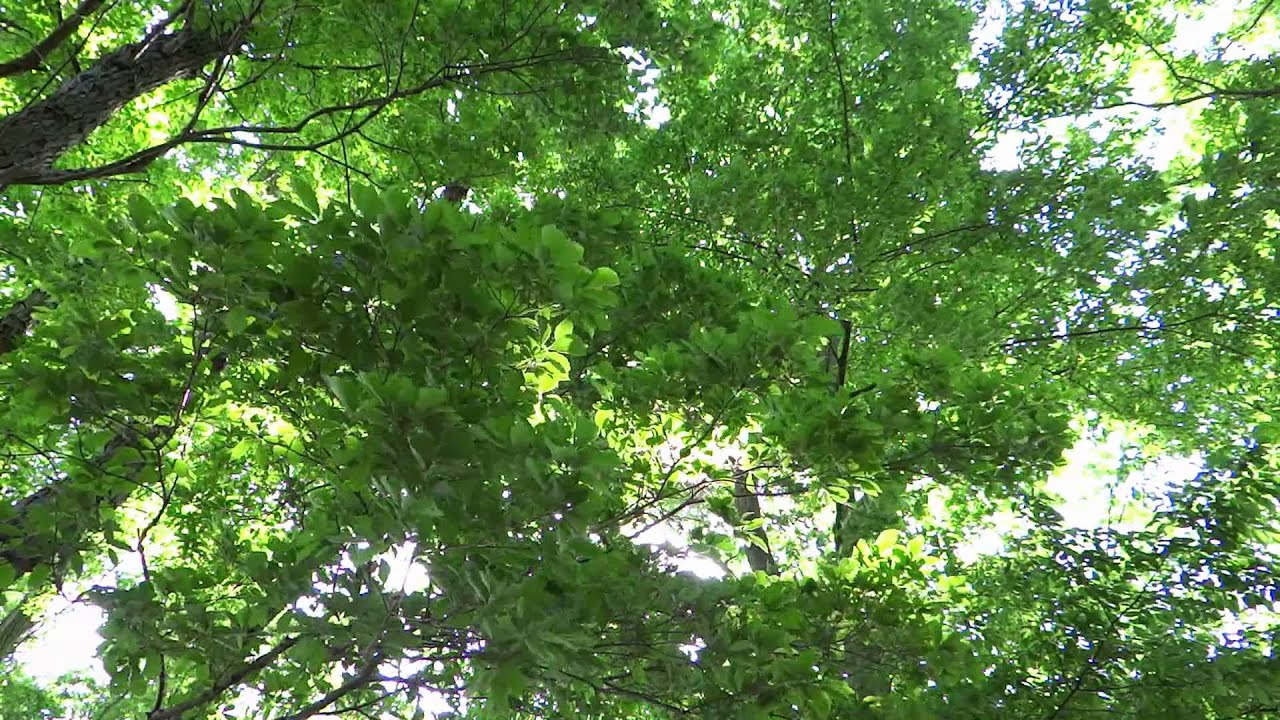 グリーグ 抒情第7集”風の精”Op 62-1 - YouTube