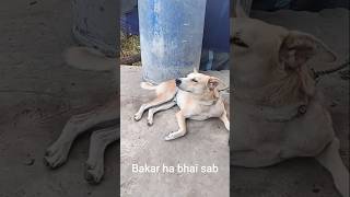 dog funny videos and shorts#trendingshorts #funny #virashorts #pets #comedy #trending #shortvideo