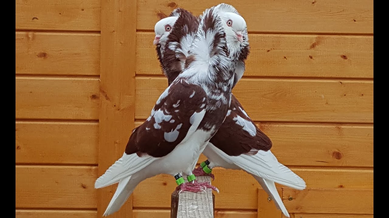 Mink (Lowpoly) - Download Free 3D model by Nyilonelycompany, image size:1280x720