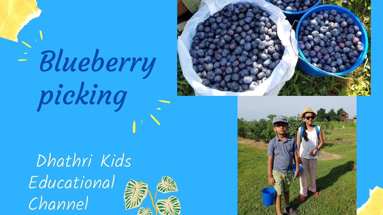 Blueberry Picking; Thunderbird berry farm (about blueberry plants and