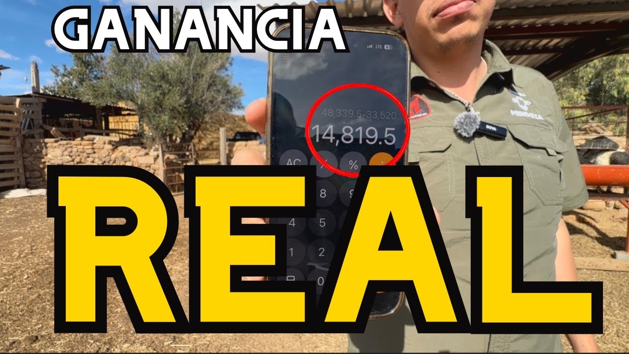Cuánto gané engordando 14 borregos (costos, errores y resultados reales)