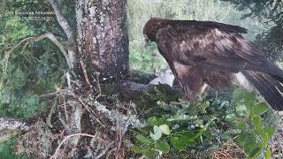 Cuibul Acvilei de munte nr. 1 (Aquila chrysaetos) 30.05.2024 07:14