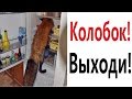 Лютые приколы. КОЛОБОК! ВЫХОДИ!!! Самое смешное видео! Попробуй не засмеяться! - Domi Show!