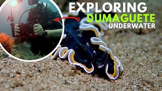INSANE Footage from Frogfish Season in Dumaguete