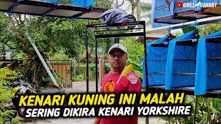 Kenari yang aku pengen‼️banyak pilihan yang bisa di bungkus