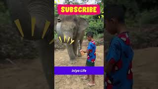 சீக்ரெட் ஆஃப் மை எனர்ஜி! Elephant comedy #shorts #shortsfeed #elephantcomedy