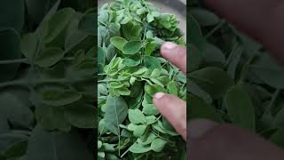 Moringa ka patta khane ke fayde maureenga khane se kya hota hai fayde h* dekhi