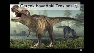 Trex Sesi