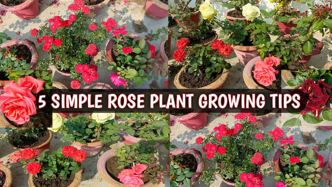 5 SIMPLE ROSE PLANT GROWING TIPS 🌹🌹 | ROSE PLANT GROWING TIPS 🌹🌹