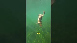 Este Perro Es Un Verdadero Buzo