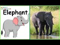WILD ANIMALS | Learn Wild Animals Sounds and Names For Children, Kids And Toddlers I  Animal Names