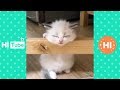 ♥面白いことをしているかわいい犬と猫P21♥面白い動画2018