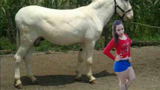 Joven Tiene Relaciones Con Un Burro Y Tuvo Consecuencias Fatales Joven Tiene Relaciones Con Un Burro Y Tuvo Consecuencias Fatales