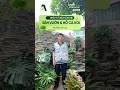 Bàn giao dự án thi công sân vườn hồ cá koi P.An Lạc #dnlandscape #dnhome #canhquansanvuon #hocakoi