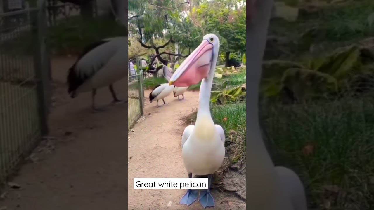 Beautiful great white pelican.