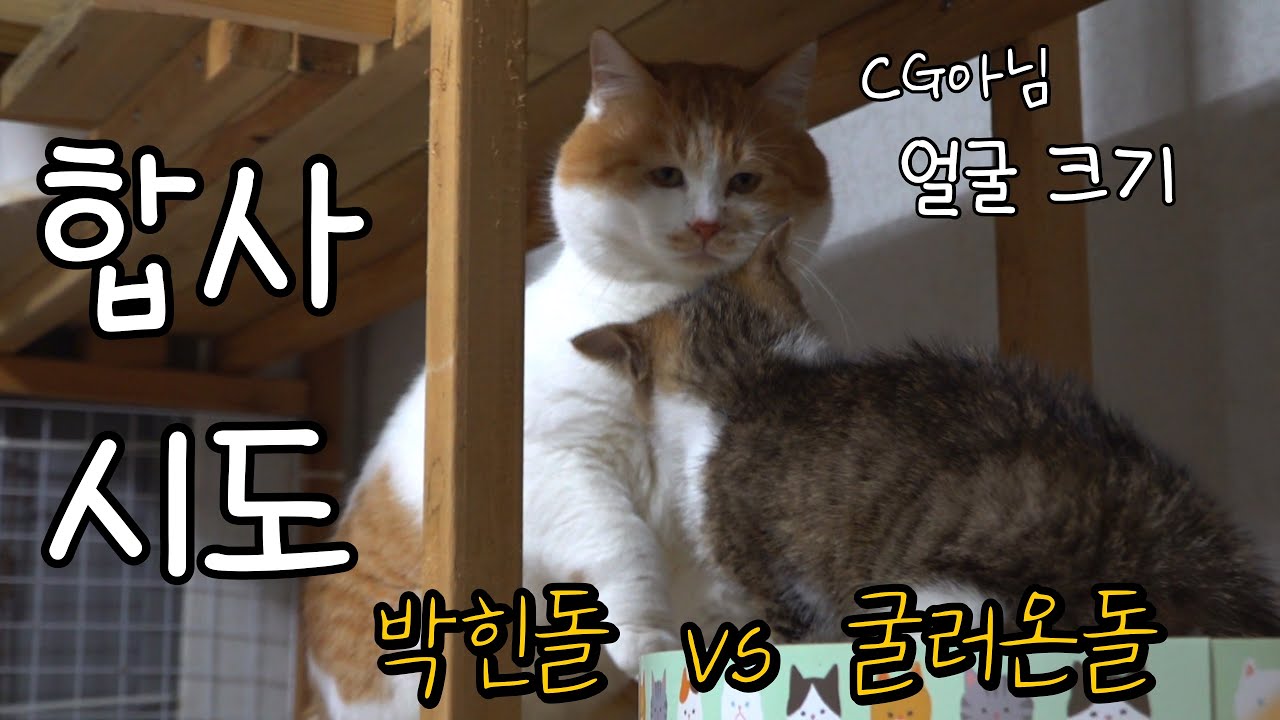 길고양이를 데려다 집에 계신 주인님께 보여드렸더니