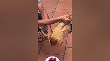 Hướng dẫn cắt tiết gà một phát chết ngay