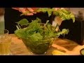 Зеленый Коктейль с Листьями Крапивы и Одуванчика