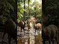 deers in Amazon💚 #ai #youtubeshort #wildlife #deer #amazon #forest #river