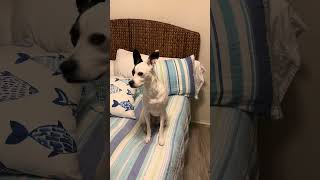 Little fluff….a lot of sass #sassy #dogcomedy #funnydog #petshub #petshorts #fyp #friyay