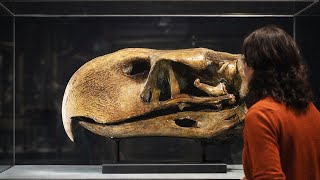 Download Lagu [Incredible] – The Side of Prehistoric Animals You Still Don’t Know! MP3