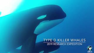 Exclusive Underwater Footage Captured of Type D Killer Whales (Orcinus orca) off Cape Horn, Chile