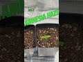 Amnesia Haze day 8 #shorts #explore #420