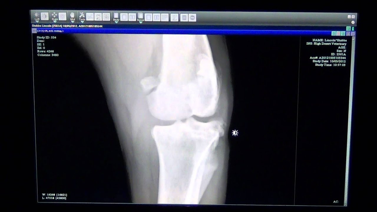 Dog with Torn ACL in Left Knee / High Desert Veterinary