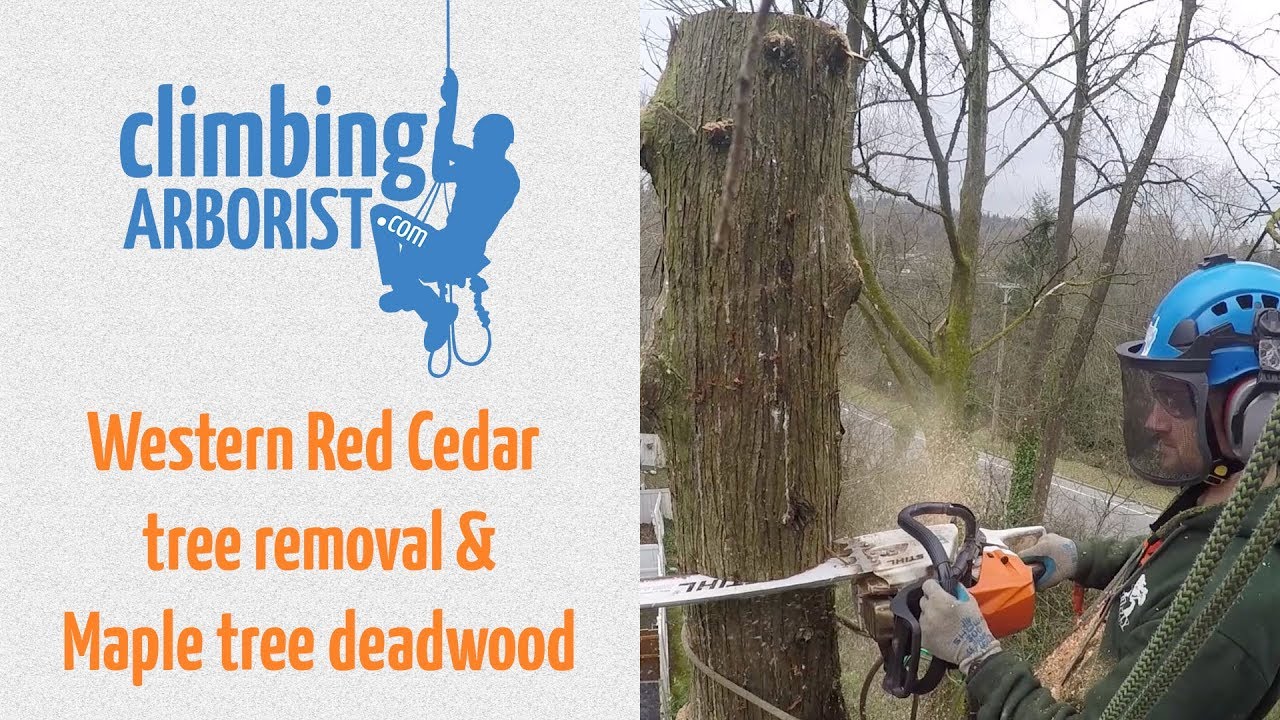 Cedar tree removal & Maple tree hazard prune ( Climbing Arborist