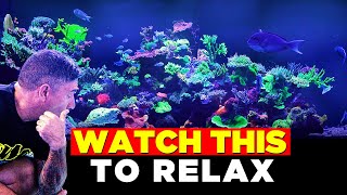 2HRS STUNNING MIXED REEF AQUARIUM 4K VIDEO | RELAXING MUSIC