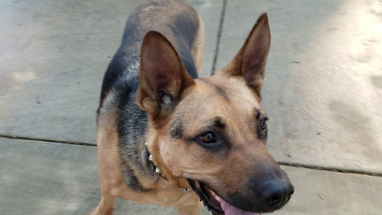 Dog Body Language YouTube