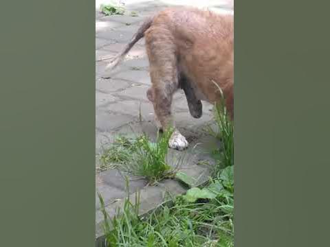 Смотреть всем!!! У собаки член как у коня !!! Ржу немогу!!!Собака їбун ...