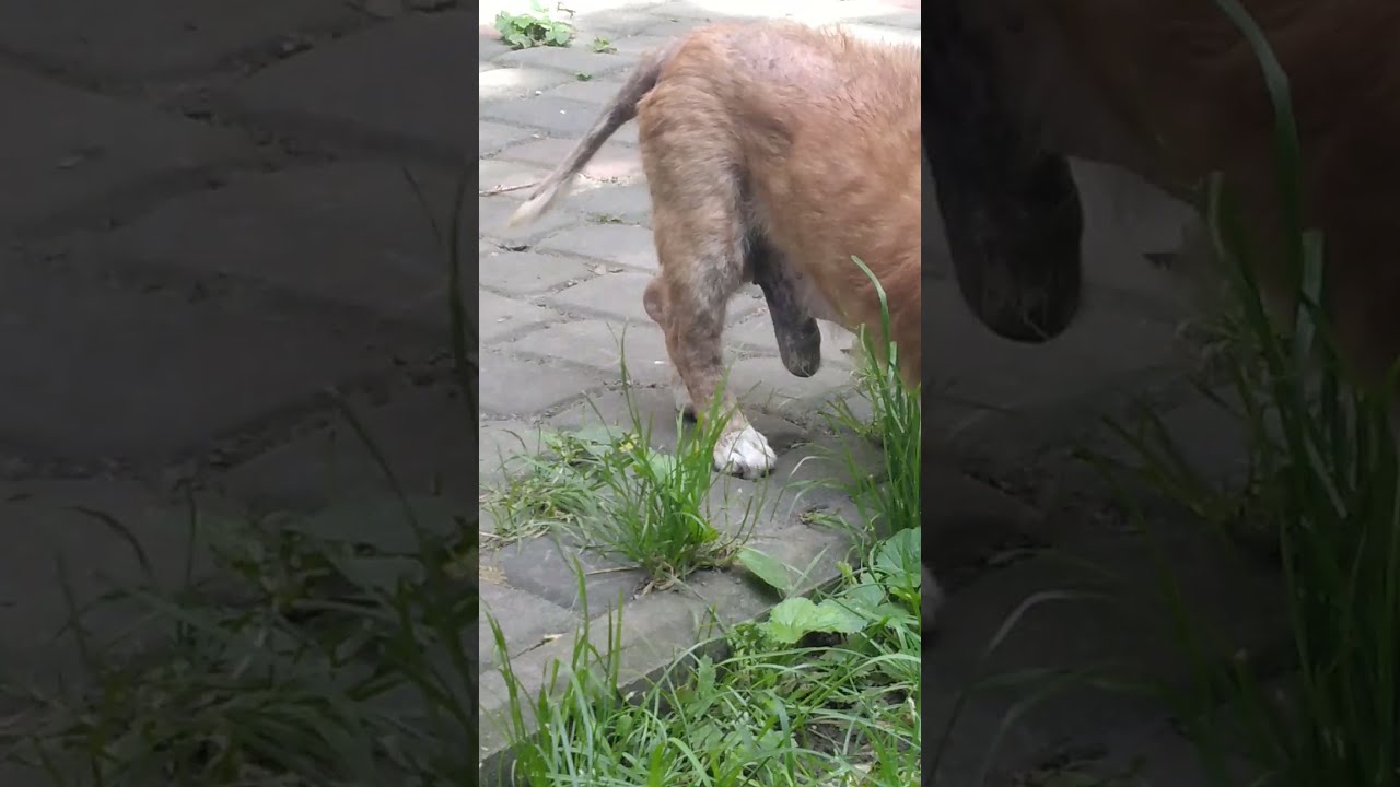 как заставить собаку сосать
