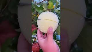 Beautiful Apple fruit bonsai tree viral shortsvideo shorts youtubeshorts fruitslovers ???????