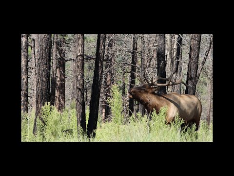New Mexico 2024 - Archery Elk