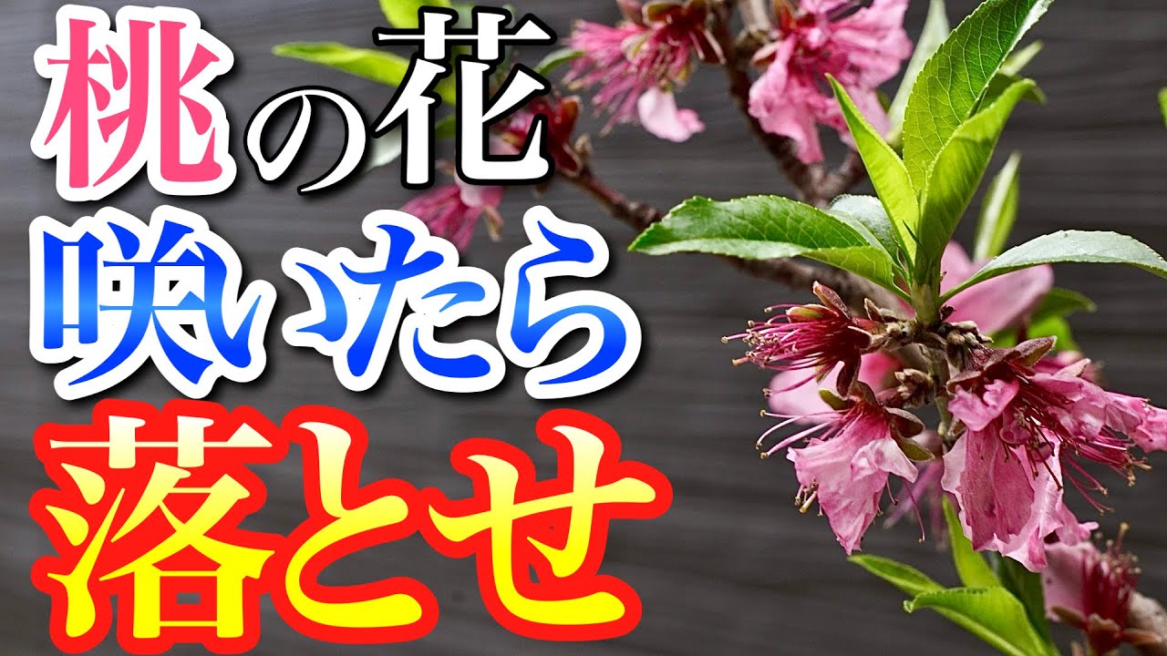 ももの花 maxresdefault.jpg