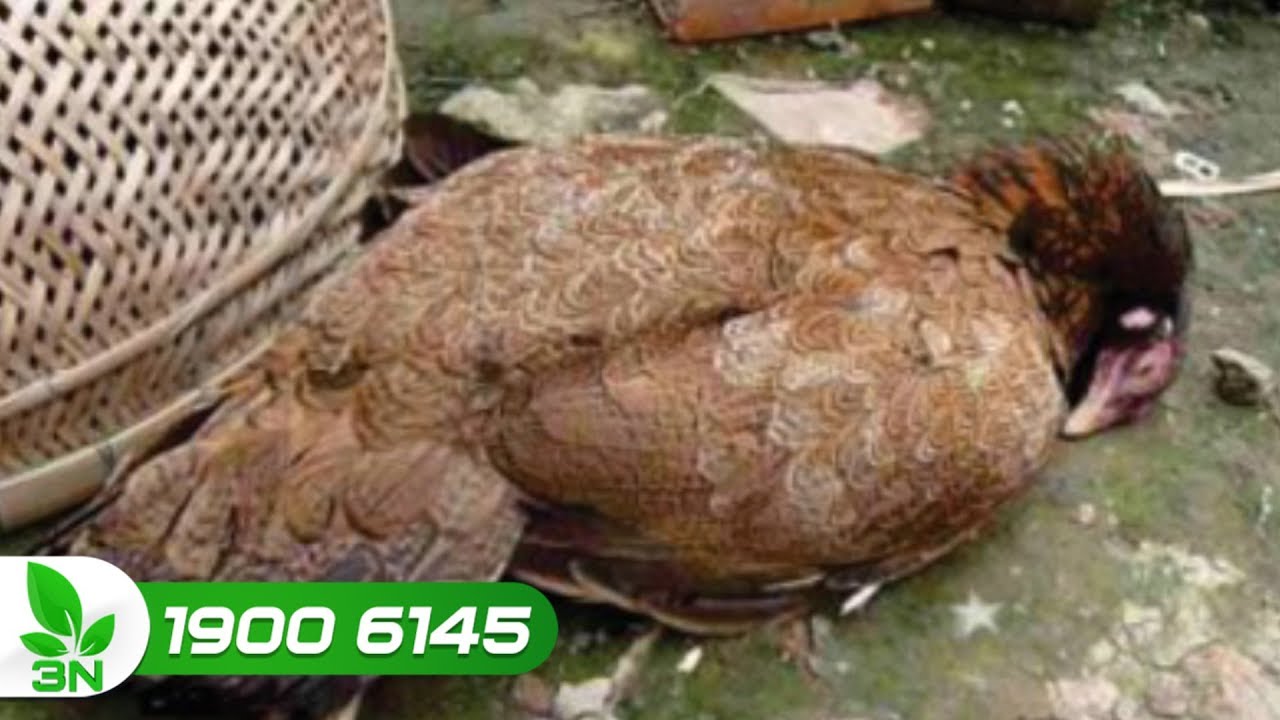 Gà bị bệnh Newcastle ghép bệnh thương hàn có 