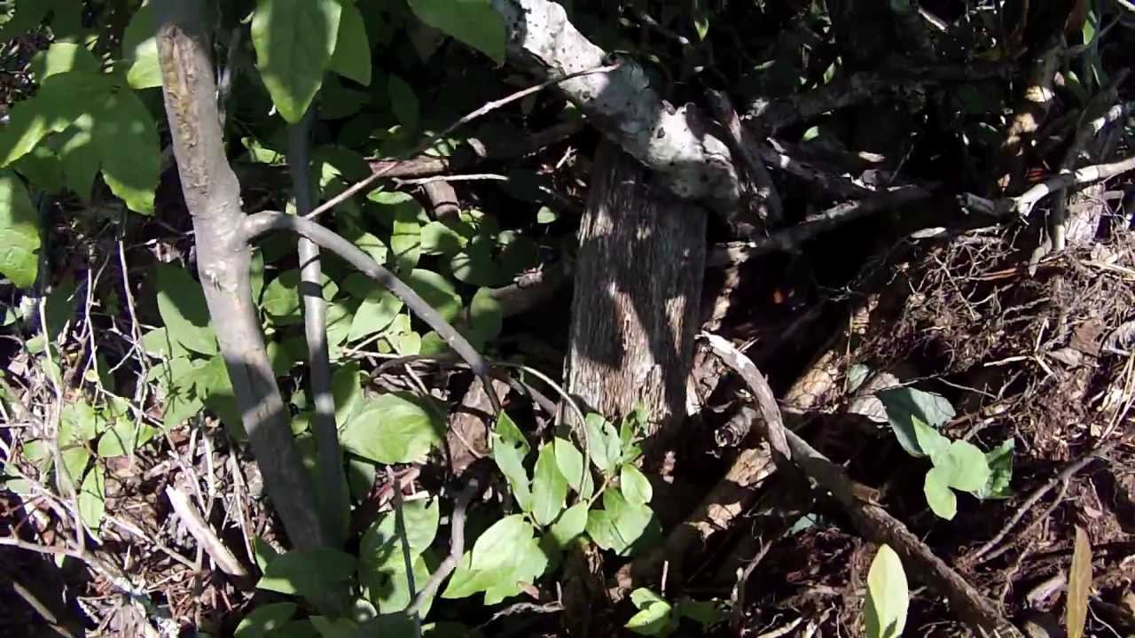 center for reproductive rights Timber Rattlesnake Tracks Field Update for 6/20/13