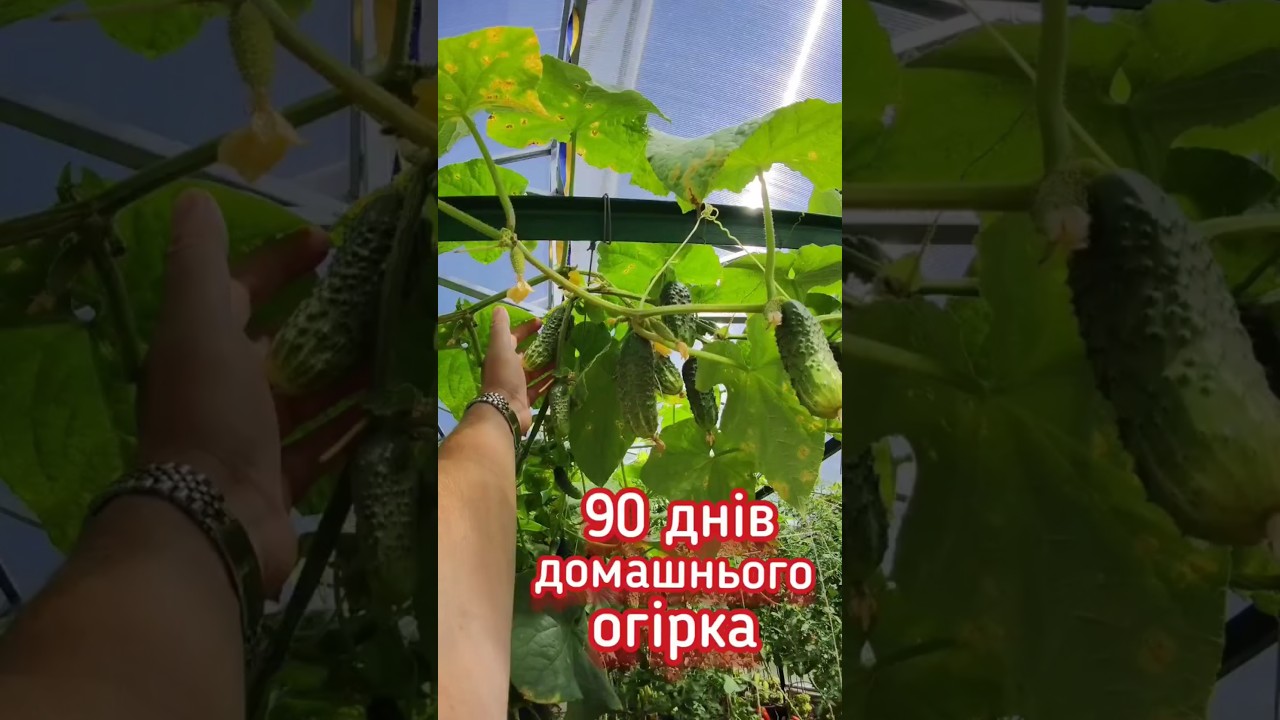 90 хрумких днів 