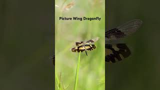 The picture-winged dragonfly is a striking insect known for its intricate wing patterns. #nature