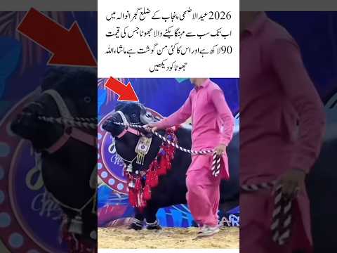Gujranwala’s Most Famous Eid Goat of 2026 🐂#EidUlAdha#BakraEid#Gujranwala#GoatLovers#Eid2026#hope