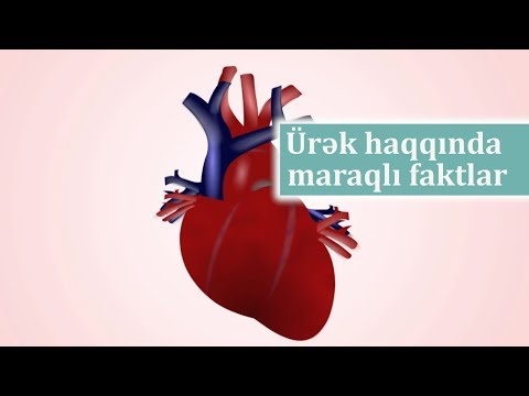 Ürək haqqında maraqlı faktlar