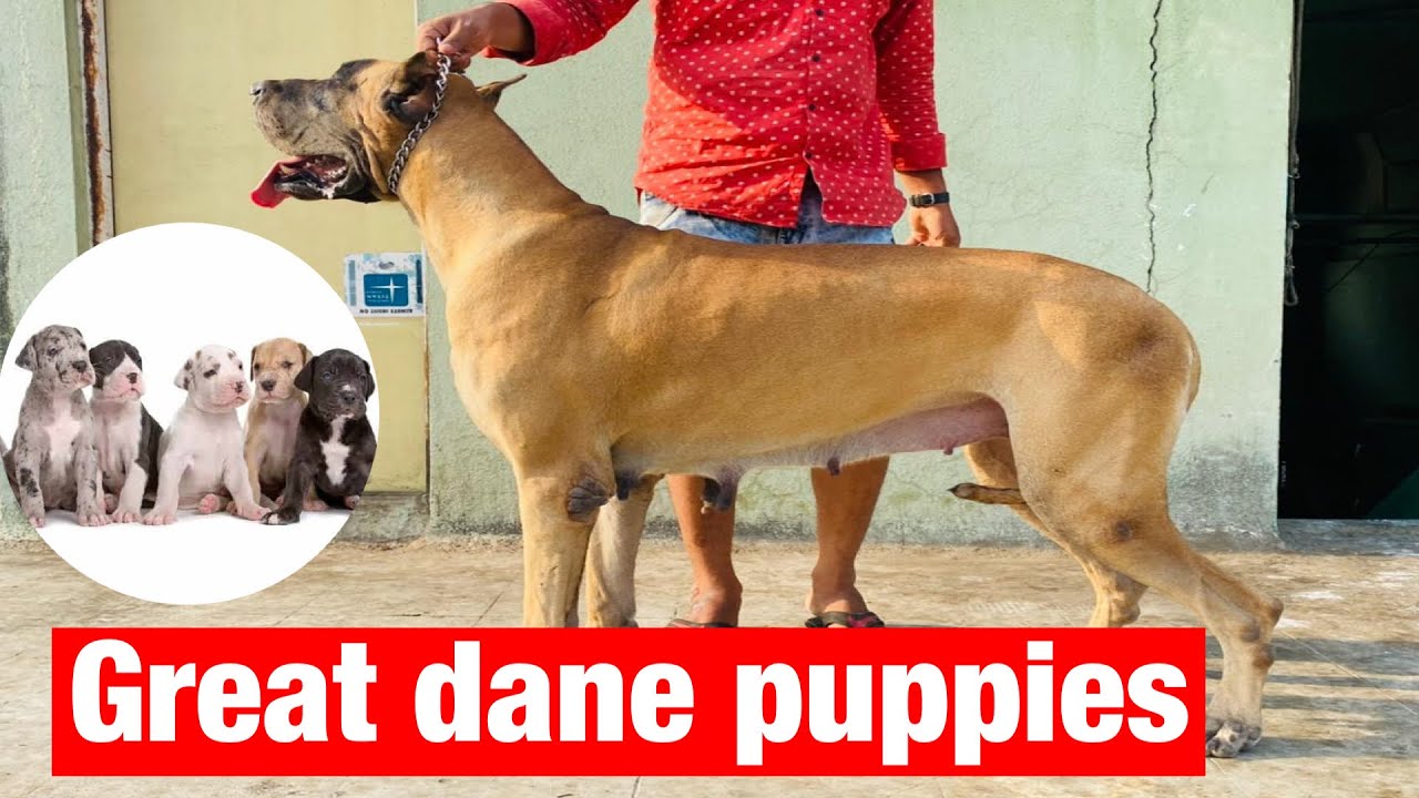 Great dane puppies available for sale in Hyderabad at best prices YouTube
